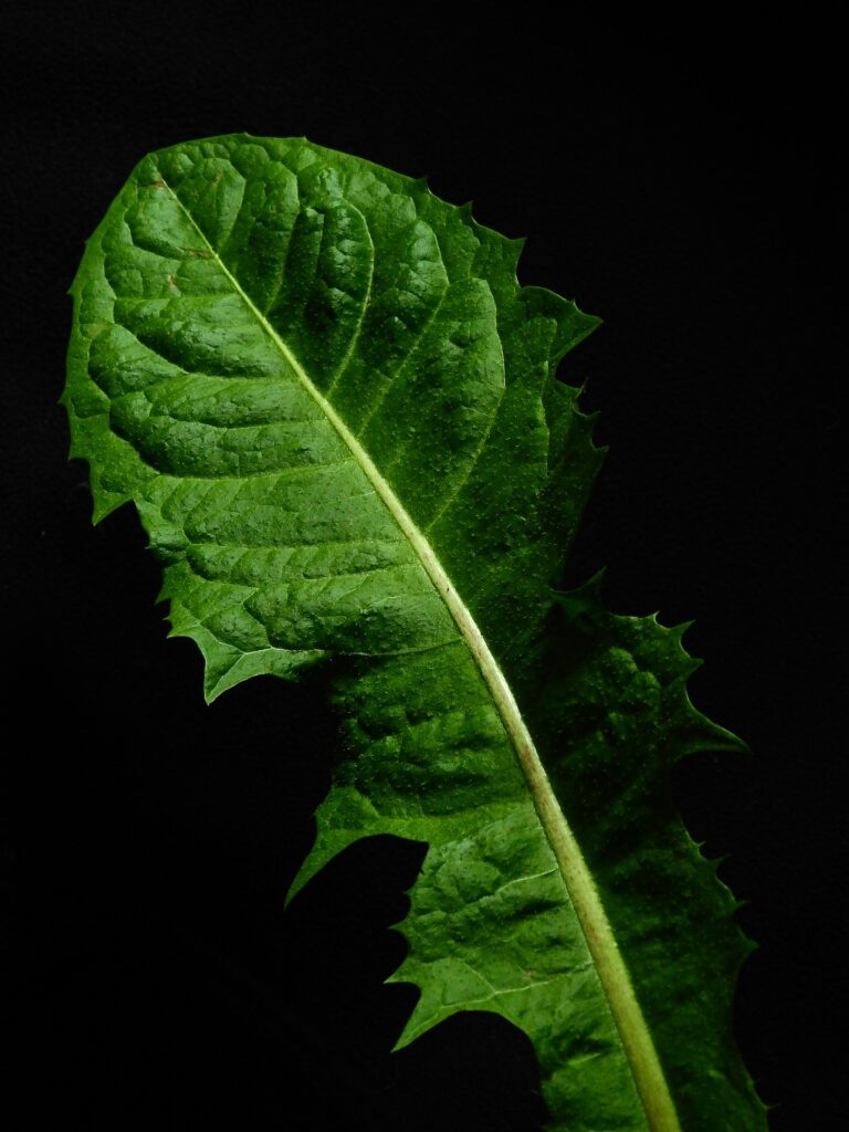 dandelion leaf
