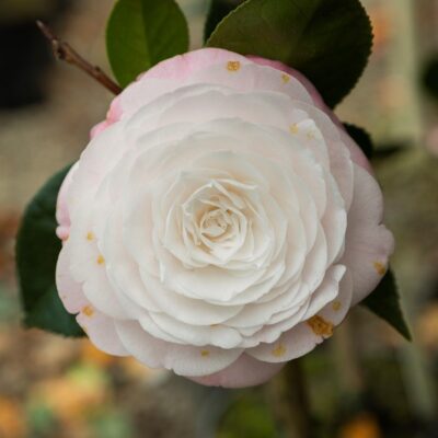 level up crochet white camellia