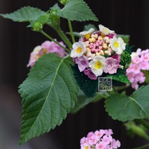 lantana crochet pattern